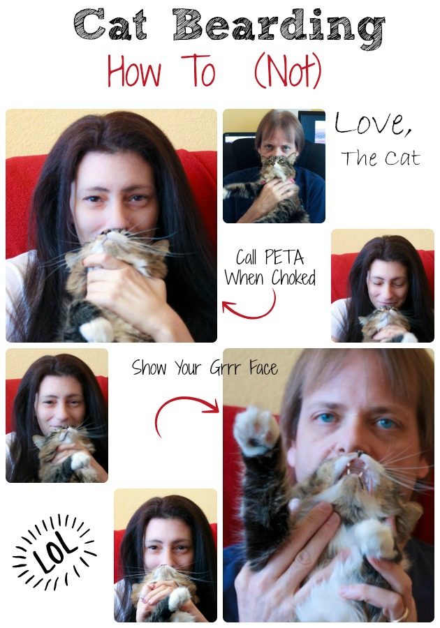 Cat Bearding Fail Photos | Sassy Girlz Blog