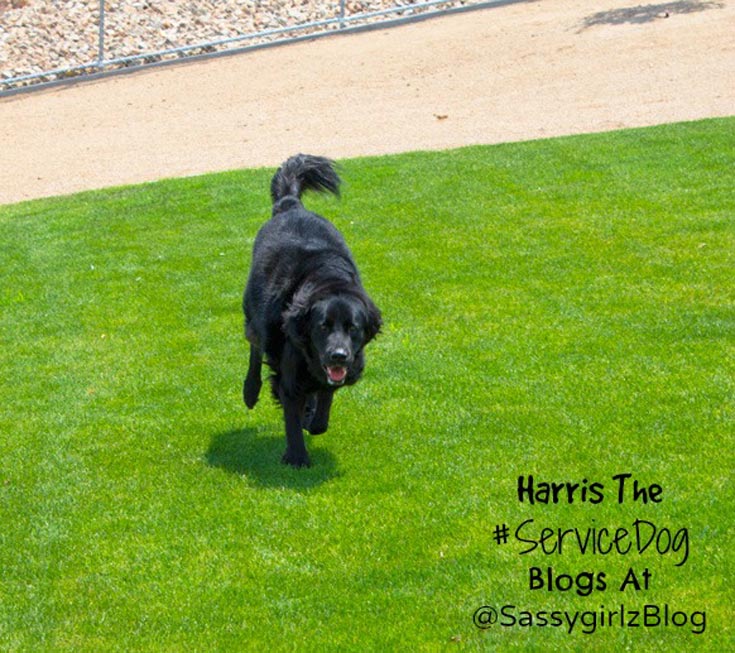 Basic Dog Training Tips And Techniques From Harris The Las Vegas Service Dog