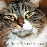 Sassy The Cat Came Back – It’s Spring Cleaning I Couldn’t Stay Away